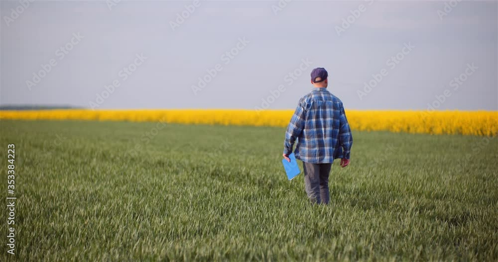 Agriculture - Farmer Walking on Field Examining Crops at Agricultural Farm. Agriculture - Farmer Walking on Field Examining Crops at Agricultural Farm.