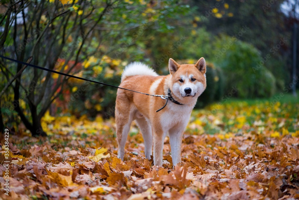 Akita-inu dog  in leaves in autumn city park