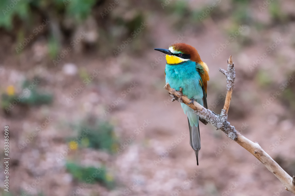Arıkuşu » European Bee-eater » Merops apiaster Arıkuşu » European Bee-eater » Merops apiaster