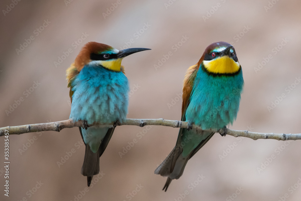 Arıkuşu » European Bee-eater » Merops apiaster Arıkuşu » European Bee-eater » Merops apiaster
