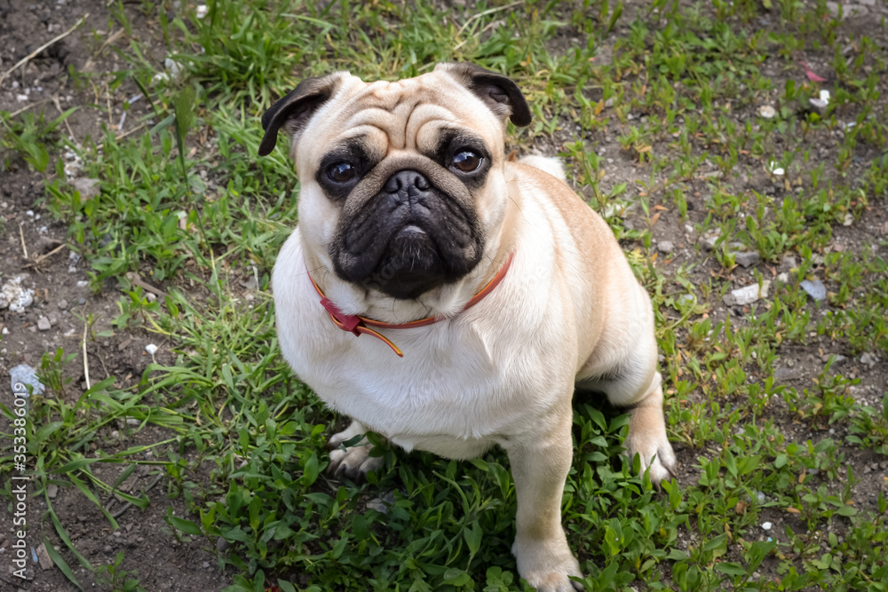 Pug breed decorative dogs. Pug dog playing outdoors. Portrait of a handsome male pug dog.