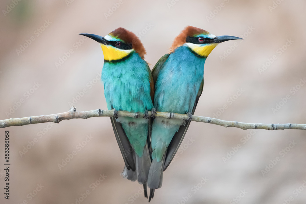Arıkuşu » European Bee-eater » Merops apiaster Arıkuşu » European Bee-eater » Merops apiaster