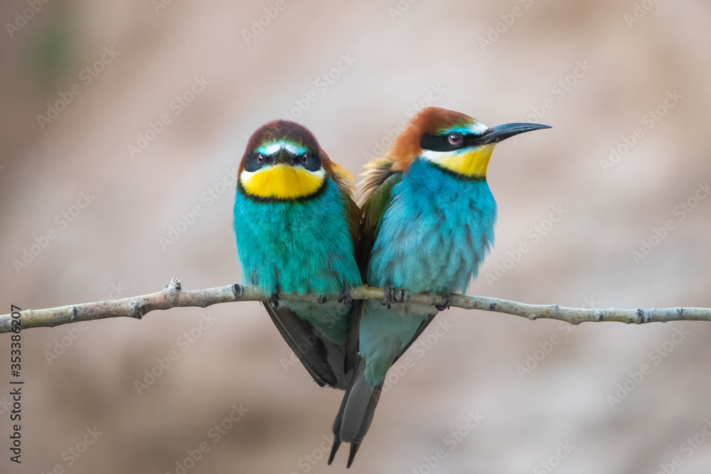 Arıkuşu » European Bee-eater » Merops apiaster