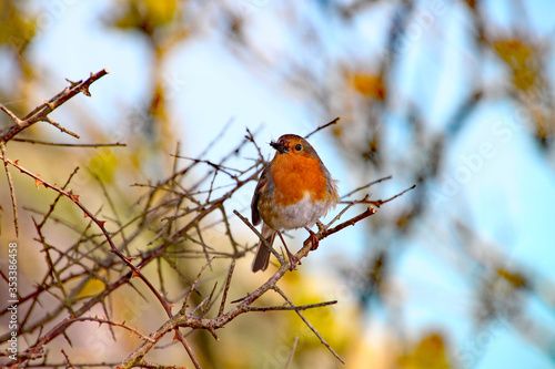 Fototapeta A robin with a fly in it's beak perches on a twig