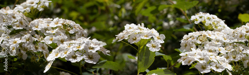  image of flowers in the garden close-up