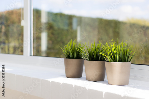 Three plants in their pots on the windowsill in a porch in a house  with the hedge in the garden in the background.