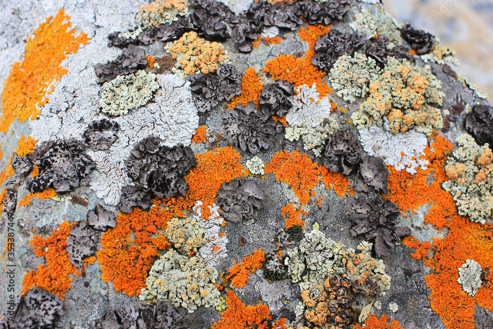 Moss on the rock background, rock with moss texture Moss on the rock background, rock with moss texture