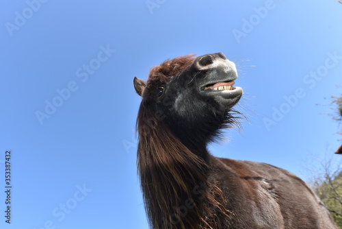 pony showing teeth © Georg