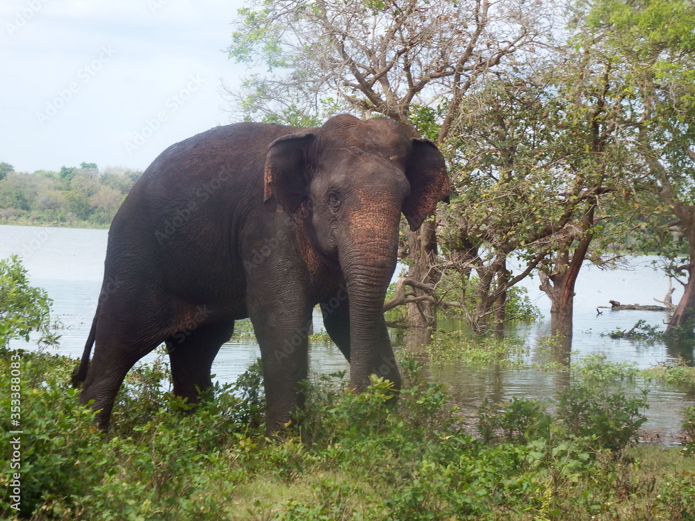 elephant near jungle lakeside