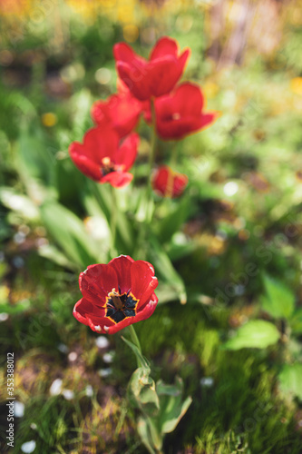 Red opened tulips on a background of green foliage