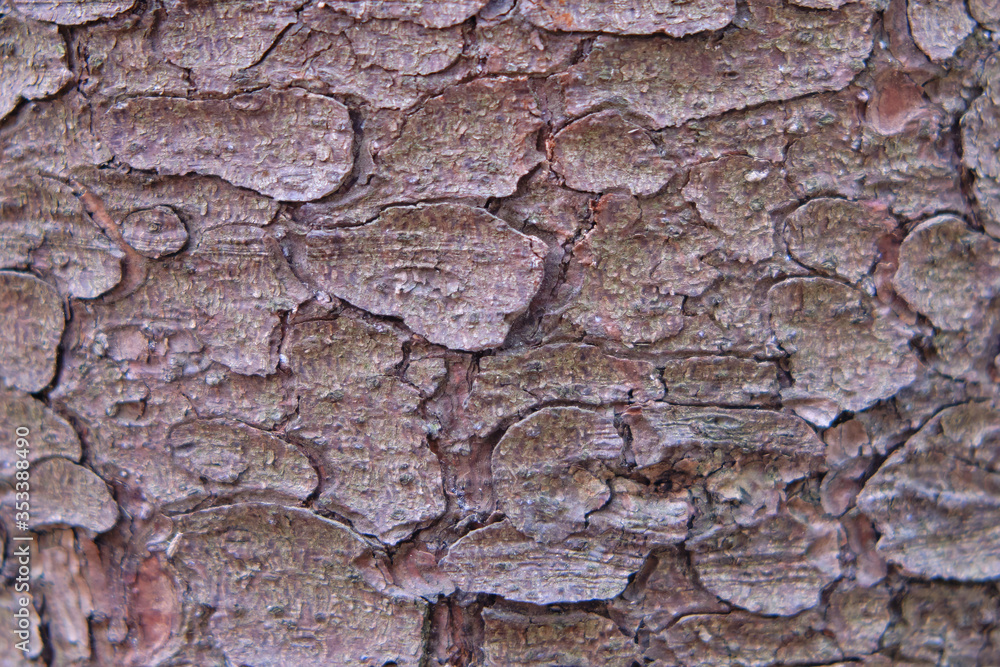 Background of cracked pine bark. Texture of old tree bark, close-up Background of cracked pine bark. Texture of old tree bark, close-up