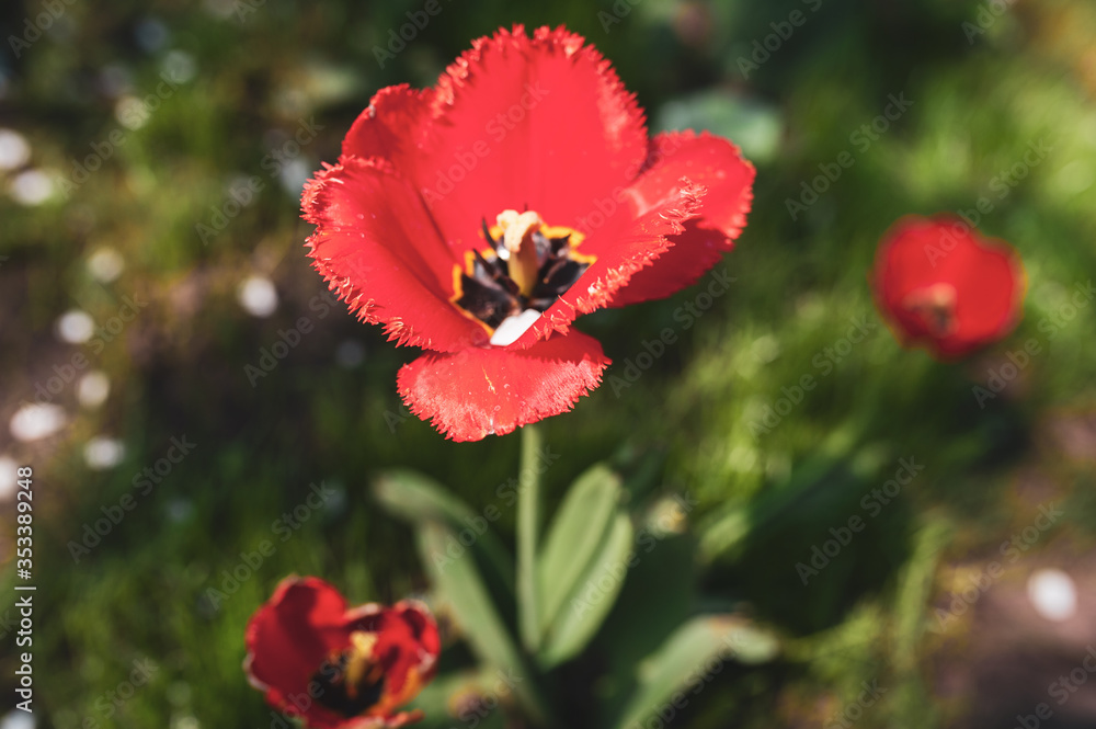 Red opened tulips on a background of green foliage Red opened tulips on a background of green foliage