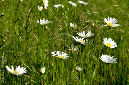 white daisy is a perennial, markedly flowering, 20 to 80 cm tall herb. The scientific name is from the Greek leukos white and flower. has a yellow center photo