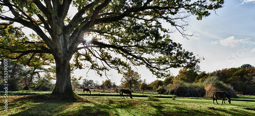New Forest Horses