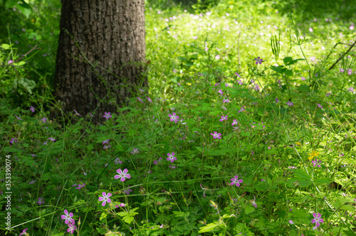 Fototapeta Naklejka Na Ścianę i Meble -  small pink geranium flower in spring forest