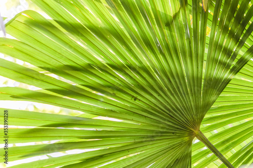 Green palm tree leaves macro backlit with shadows background