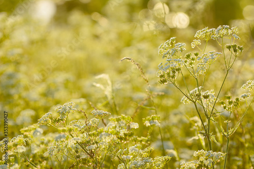 Cow Parsley with sunset in the background
