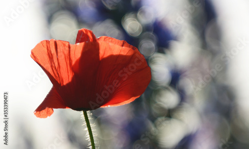 Poppy flowers during early summer, Sweden photo