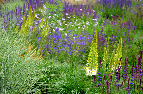 Salvia nemorosa Eremurus stenophyllus prairie flower bed with large sage perennials and tall yellow tips that bloom gradually from the bottom up attract butterflies photo