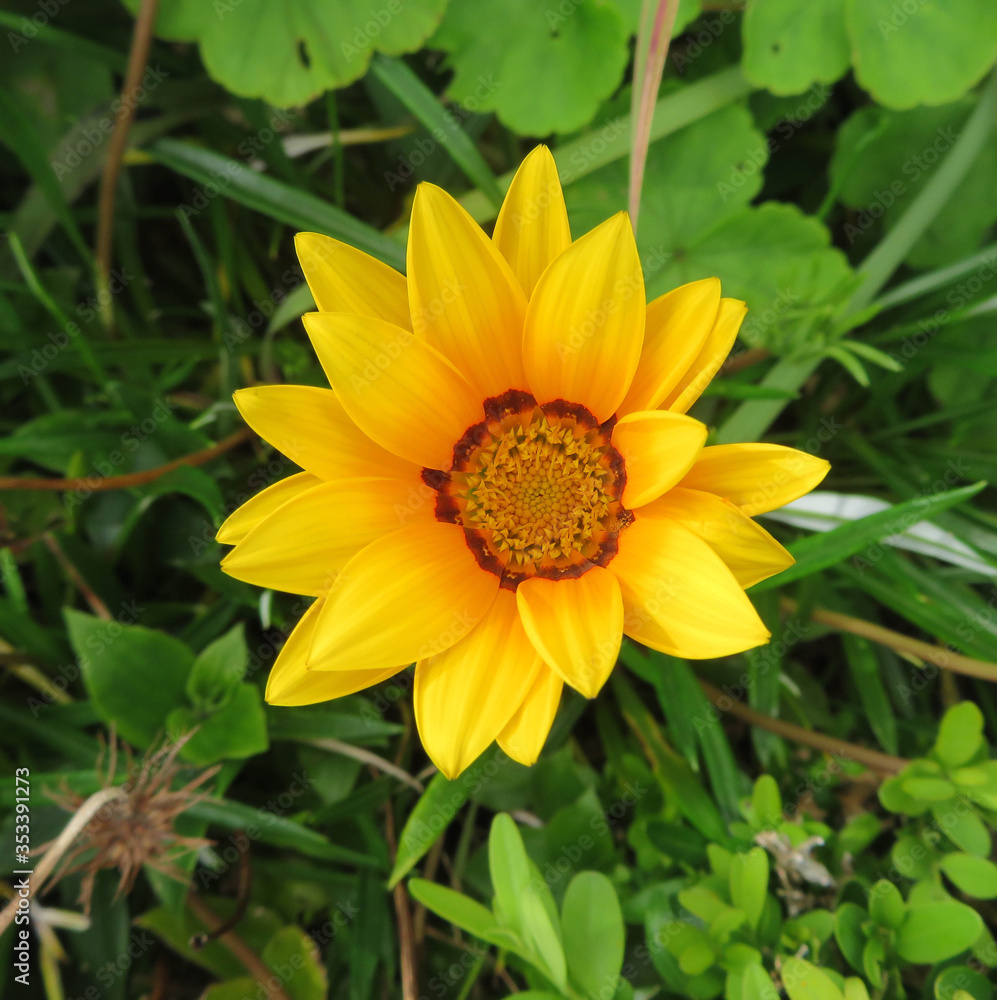 yellow flower on green background yellow flower on green background