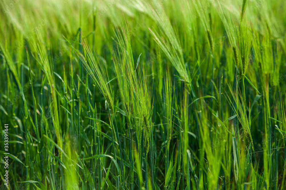 Green wheat field and sunny day. Green Wheat Head in Cultivated Agricultural Field Green wheat field and sunny day. Green Wheat Head in Cultivated Agricultural Field