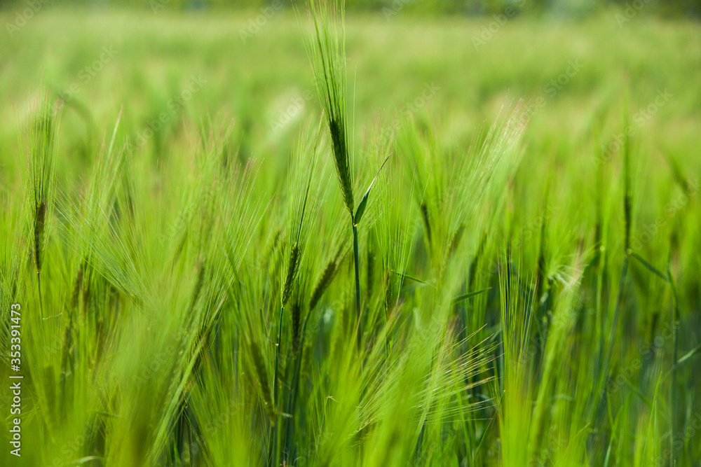 Green wheat field and sunny day. Green Wheat Head in Cultivated Agricultural Field