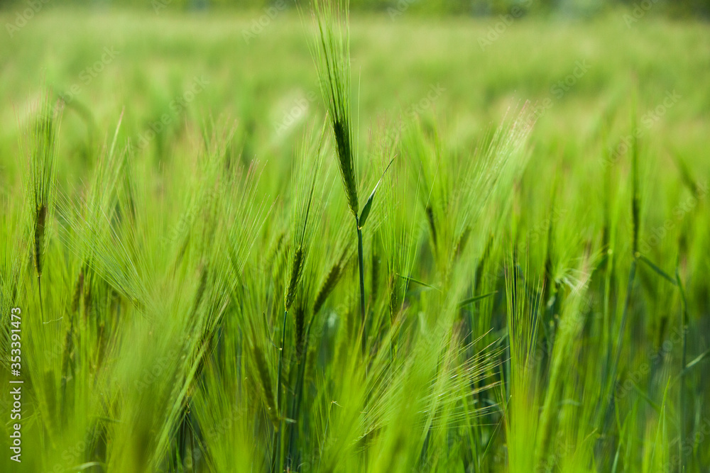 Green wheat field and sunny day. Green Wheat Head in Cultivated Agricultural Field Green wheat field and sunny day. Green Wheat Head in Cultivated Agricultural Field