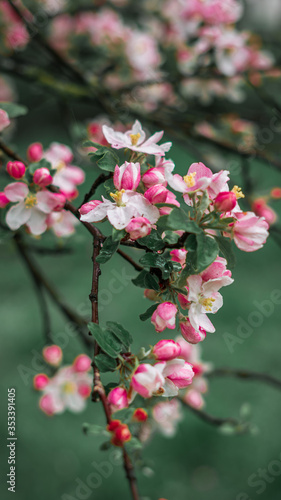 Spring, May pink, white flowers, apple orchard, trees bloom on a blurry background of green grass and rain in cloudy weather. Blooming background with copy space and tabs for text.