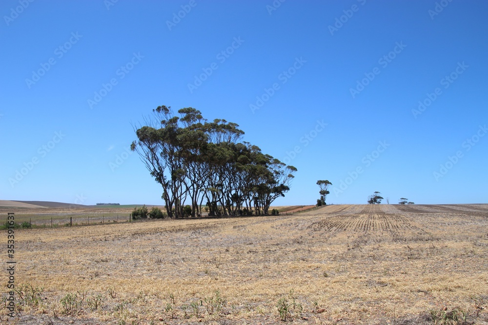 Vast landscape in southern South Africa. Trees on arid soil. Near the Garden Route and Hermanus, Africa.