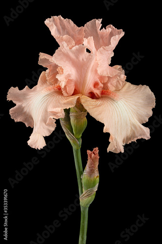 Pink flower of iris, isolated on black background