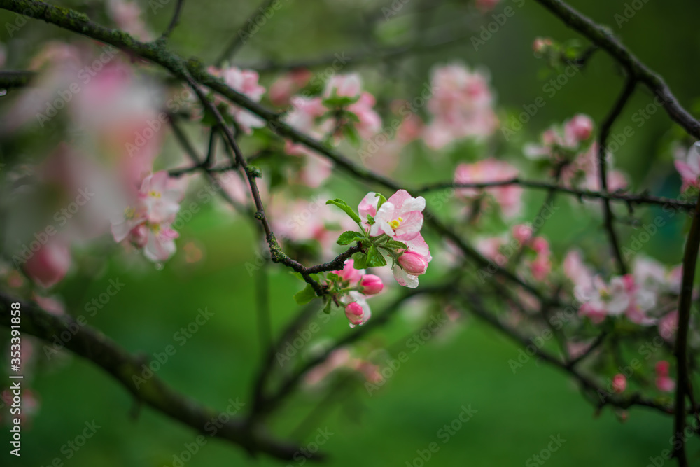 Spring, May pink, white flowers, apple orchard, trees bloom on a blurry background of green grass and rain in cloudy weather. Blooming background with copy space and tabs for text. Spring, May pink, white flowers, apple orchard, trees bloom on a blurry background of green grass and rain in cloudy weather. Blooming background with copy space and tabs for text.