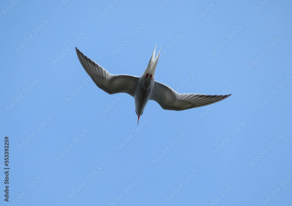 Obraz premium tern flying in the sky