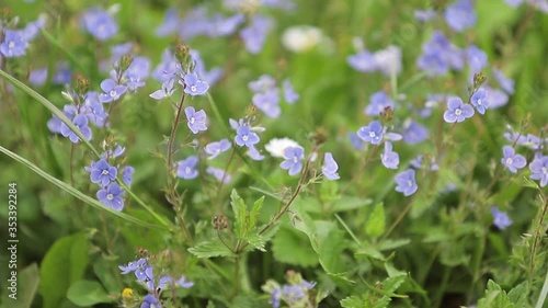 beautiful wildflowers bloom on the lawn