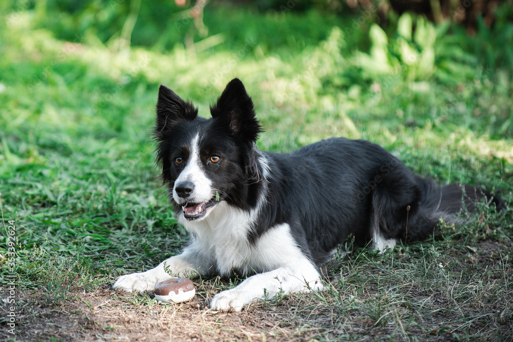 Border Collie dog on green grass with blurry background