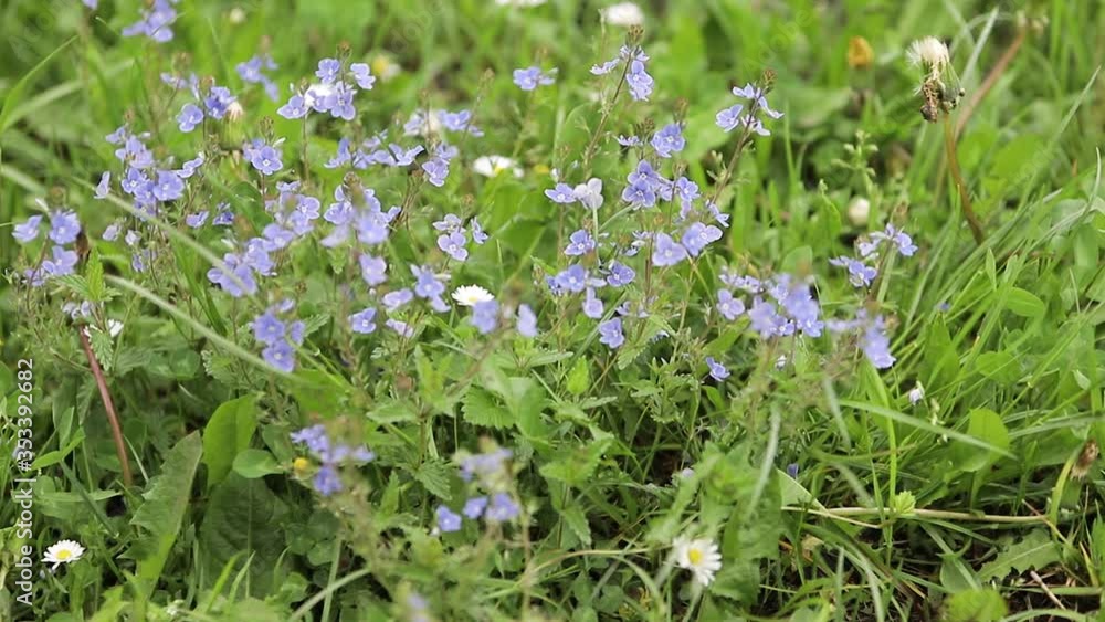 beautiful wildflowers bloom on the lawn beautiful wildflowers bloom on the lawn
