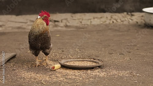 rooster eats grain in the yard