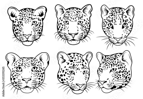 Set of leopards face. Collection of portraits of wild animals. Set of wildlife and fauna dwellers. Vector illustration on a white background. Tattoos.