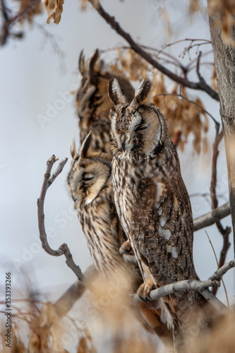 Long-eared Owl (Asio otus) wildlife habitat bird.