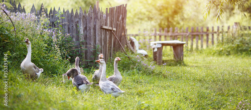 Fotografie, Obraz Several geese walk near the farm Rural landscape Sun flare
