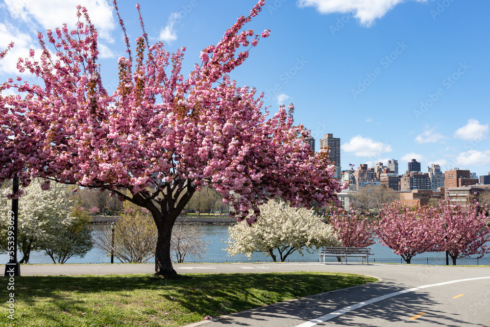 Pink Flowering Crabapple Trees during Spring at Rainey Park in Astoria Queens New York along the East River Pink Flowering Crabapple Trees during Spring at Rainey Park in Astoria Queens New York along the East River