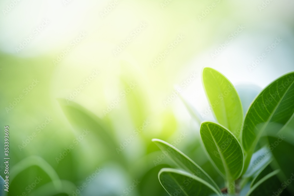 Nature of green leaf in garden at summer. Natural green leaves plants using as spring background cover page greenery environment ecology wallpaper Nature of green leaf in garden at summer. Natural green leaves plants using as spring background cover page greenery environment ecology wallpaper