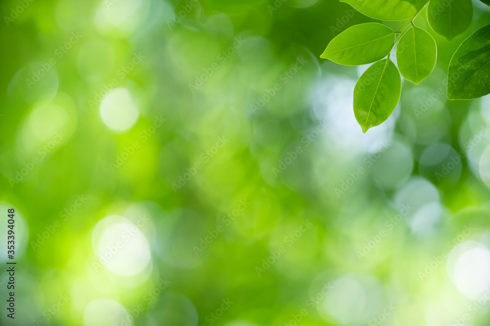 Nature of green leaf in garden at summer. Natural green leaves plants using as spring background cover page greenery environment ecology wallpaper Nature of green leaf in garden at summer. Natural green leaves plants using as spring background cover page greenery environment ecology wallpaper