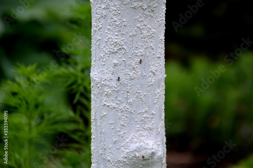 formica rufa ants on the trunk of a young tree spread aphids that suck juice from the leaves