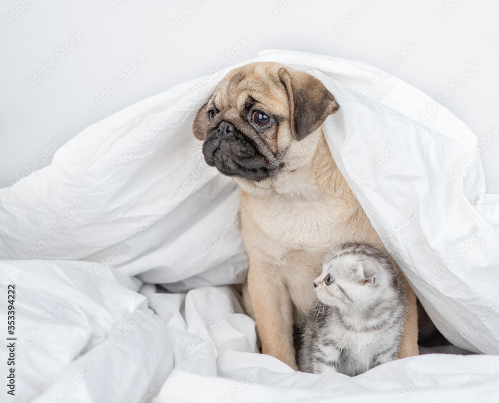 Pug puppy embraces baby kitten under a warm blanket on a bed at home and looks away on empty space Pug puppy embraces baby kitten under a warm blanket on a bed at home and looks away on empty space