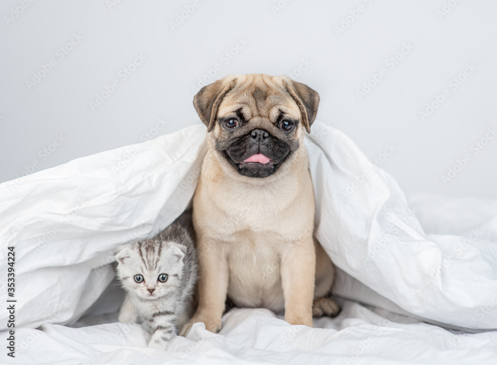 Pug puppy sits with tabby kitten under a warm blanket on a bed at home