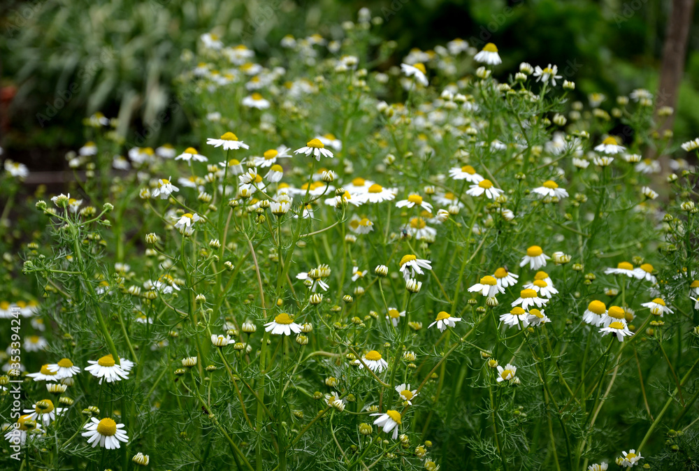 matricaria chamomilla Chamomile is an annual or winter medicinal plant