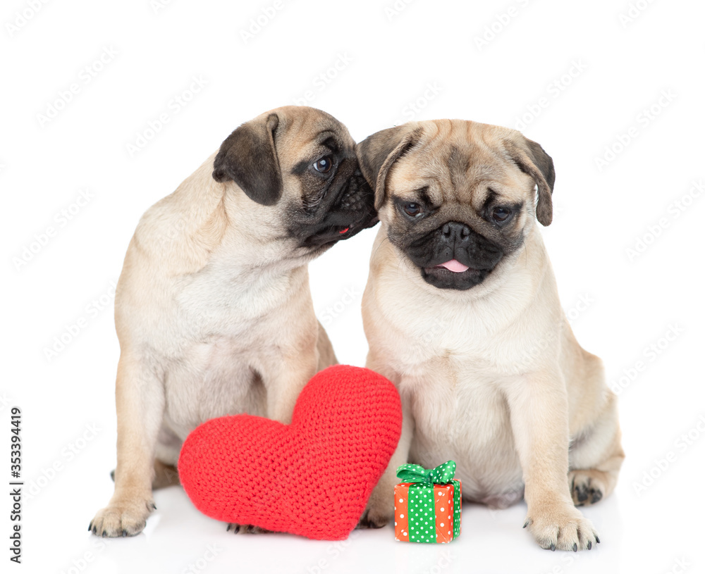 Pug puppy kisses a puppy. Valentines day concept. Isolated on white background