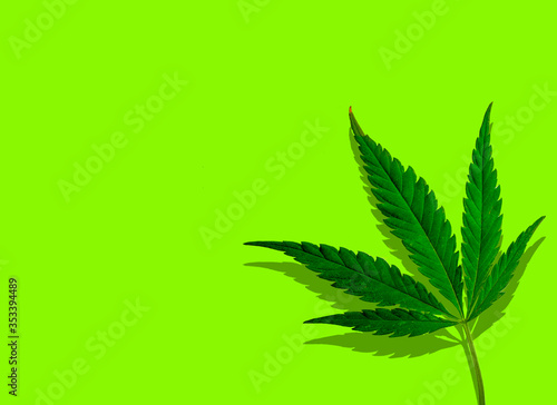 cannabis leaf on a green background. minimalistic concept. Background for text.