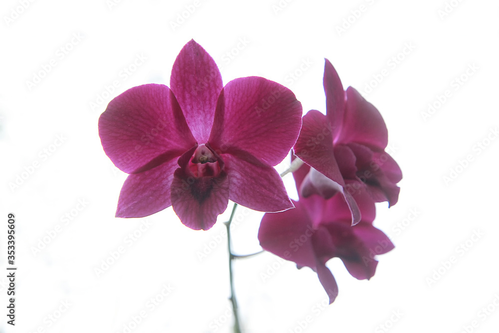 cooktown orchid or mauve butterfly orchids isolated on white background cooktown orchid or mauve butterfly orchids isolated on white background