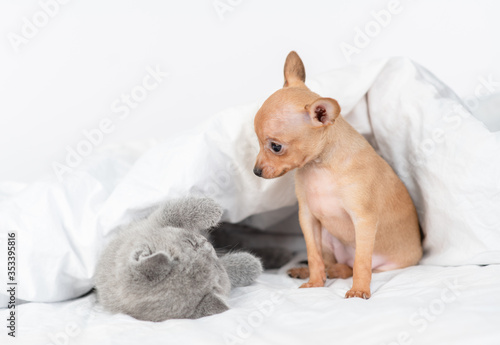 Toy terrier puppy and playful baby kitten lie under blanket on a bed at home © Ermolaev Alexandr